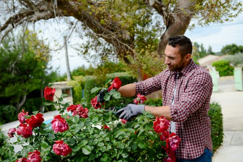 Professional garden makeover ideas for West Norwood
