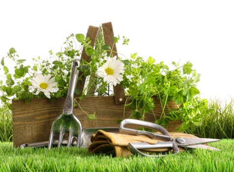 Professional garden maintenance in a West Norwood residential garden