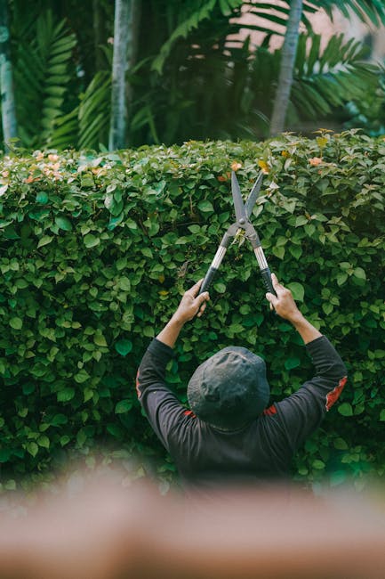 A person wearing a dark cap and black long-sleeved clothing is seen from behind, using large hedge shears to trim a dense, well-maintained green hedge in a garden. The hedge features small, glossy lea