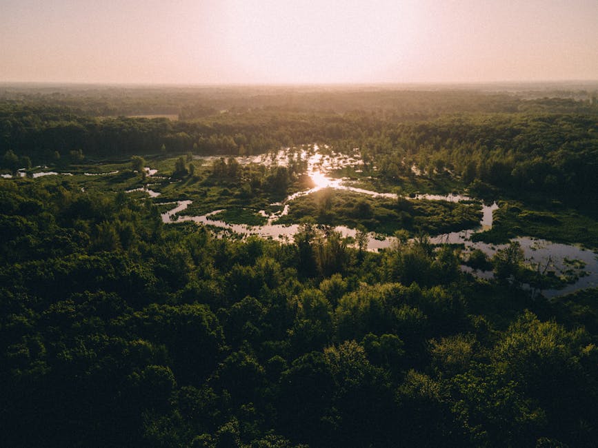 Aerial view of a wetland landscape during sunset, featuring dense patches of green trees and shrubs surrounding a network of winding water channels reflecting the golden light. The water bodies vary i